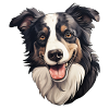 Border Collie Head