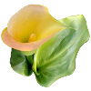 YELLOW CALLA LILY