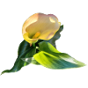 YELLOW CALLA LILY