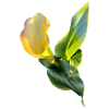 YELLOW CALLA LILY