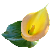 LYS CALLA JAUNE