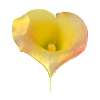 YELLOW CALLA LILY