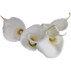 WHITE CALLAS