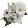 CALLAS BLANCS
