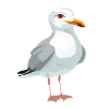 Gull