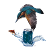 Eisvogel