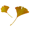 autumn leaves of Ginkgo biloba