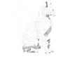 Chat Gémeaux