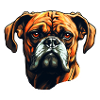 Boxer head