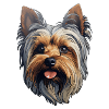Yorkshire Terrier Head