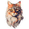 Maine Coon Cat Front View