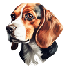 Beagle Head Side View