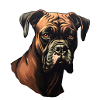 Boxer Head