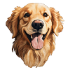 Golden Retriever Head
