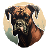 Boxer head interested