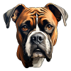 Boxer head