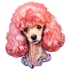 Poodle curly