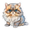 Persian cat chubby