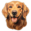 Golden Retriever Head