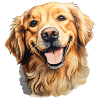 Golden Retriever Head