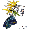 Elderberry with butterfly