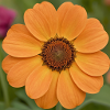 fibonacci flower