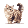 Chat Sibérien Sibirische Katze