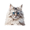 Chat Sibérien Sibirische Katze