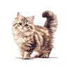 Chat Sibérien Sibirische Katze