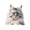 Siberian Cat Sibirische Katze