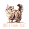 Siberian Cat Sibirische Katze