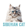 Siberian Cat Sibirische Katze