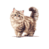 Siberian Cat Sibirische Katze