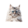 Siberian Cat Sibirische Katze