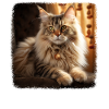 Siberian Cat Sibirische Katze