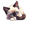 Chaton raquette Chat raquette