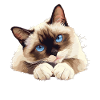 Chaton raquette Chat raquette