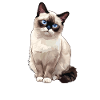 Chaton raquette Chat raquette