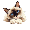 Chaton raquette Chat raquette