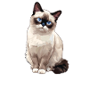 Chaton raquette Chat raquette