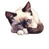 Snowshoe Kitten Snowshoe Cat