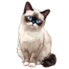 Chaton raquette Chat raquette