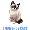 Chaton raquette Chat raquette