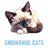 Chaton raquette Chat raquette