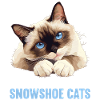 Snowshoe Kitten Snowshoe Cat