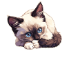 Chaton raquette Chat raquette