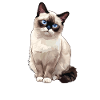 Snowshoe Kitten Snowshoe Cat