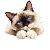 Chaton raquette Chat raquette