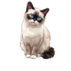 Chaton raquette Chat raquette