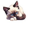Snowshoe Kitten Snowshoe Cat